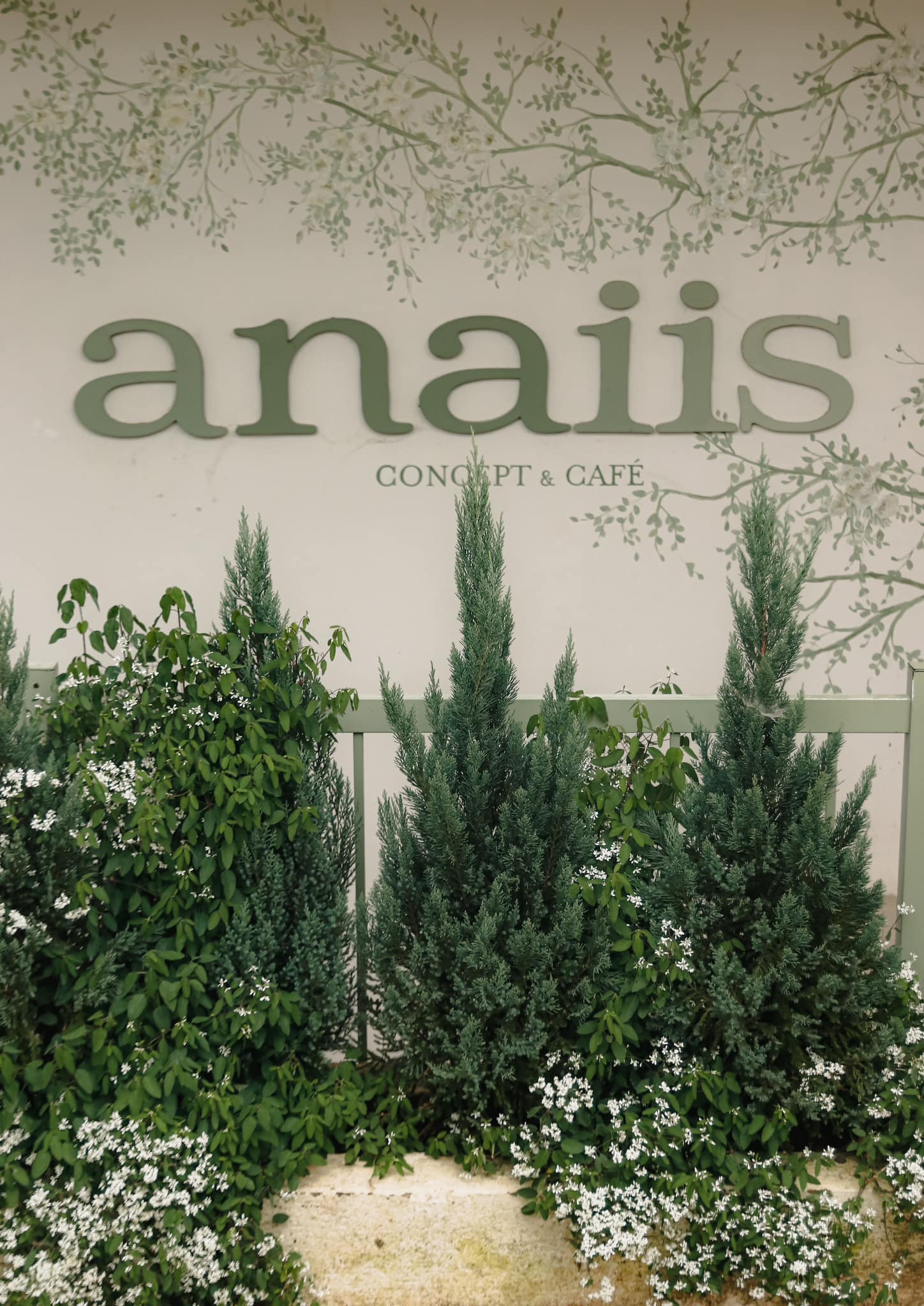 [☕️🇻🇳] Anaiis Concept – Café 🥤 Top1Coffee ☕️ ANAIIS SẼ NGHỈ TẾT SỚMTạm thời chia tay không khí của giáng sinh và cùng Anaiis chuẩn bị cho một dịp tết thật ấm áp và hạnh ph , shares-1✔️ , likes-50❤️️ , date-2023-01-09 01:59:57🇻🇳🇻🇳🇻🇳📰🆕