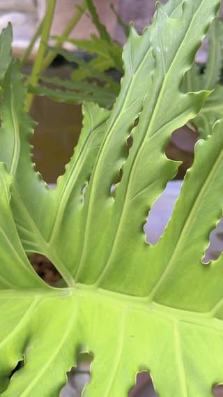 [🆕🇻🇳] Top1StarKids ⭐ ☀ ⚡ Buổi hk MC đầu tiên của các bạn chiều tối thứ 7Vui lắm luôn  Cô xem mà còn thích nữa là các cháuTiếp tục tối nay MC tối chủ… , shares-0✔️ , likes-0❤️️ , date-2023-03-05 01:33:03🇻🇳🇻🇳🇻🇳📰🆕