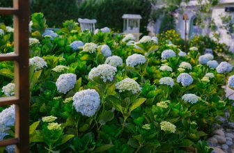 [☕️🇻🇳] Anaiis Concept – Café 🥤 Top1Coffee ☕️ 𝐂𝐚̂̉𝐦 𝐓𝐮́ 𝐂𝐚̂̀𝐮Truyền thuyết kể rằng từng có một vị vua cầu hôn người con gái mình thương bằng cách tự tay vun trồng hoa cẩm t , shares-0✔️ , likes-11❤️️ , date-2023-03-16 13:00:05🇻🇳🇻🇳🇻🇳📰🆕