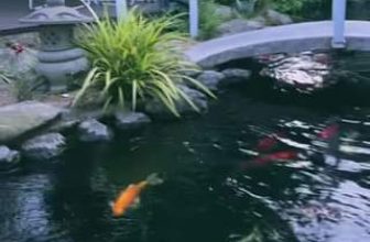 [☕️🇻🇳] The Ayatt Coffee  🥤 Top1Coffee ☕️ Bình yên mỗi sáng mai thức dậy.!
, shares-0✔️ , likes-25❤️️ , date-2023-05-12 01:10:39🇻🇳🇻🇳🇻🇳📰🆕