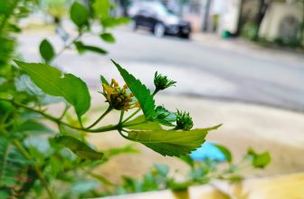 [☕️🇻🇳] KUMO CHAN Coffee and Garden 🥤 Top1Coffee ☕️ Khách ruột nhà KUMO ạ
KumoChan Cafe sáng nay yên bình đến lạ.
Trời mát dịu như ly americano lạnh ngon lành.
Ngày mới bình yên  , shares-0✔️ , likes-9❤️️ , date-2023-06-09 01:10:21🇻🇳🇻🇳🇻🇳📰🆕