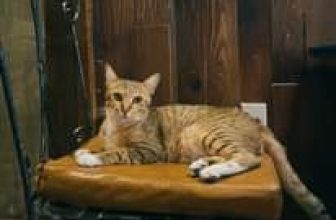 [☕️🇻🇳] Nhà SaiGon Homestay – Coffee 🥤 Top1Coffee ☕️ Có con mèo thầm thương chiếc lá.
Chẳng màng đến cá, mặc cuộn len.
Tình yêu là thế thôi em nhỉ?
Chỉ cần người ấy chẳng cần gì.T , shares-0✔️ , likes-2❤️️ , date-2023-06-20 07:00:03🇻🇳🇻🇳🇻🇳📰🆕