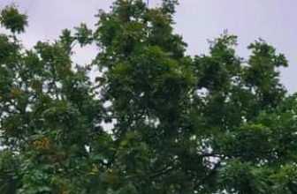 [☕️🇻🇳] Coffee HUỲNH HƯƠNG 🥤 Top1Coffee ☕️  , shares-0✔️ , likes-11❤️️ , date-2023-07-20 04:52:42🇻🇳🇻🇳🇻🇳📰🆕