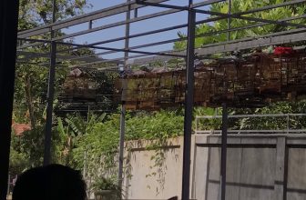 [☕️🇻🇳] Fin Coffee  🥤 Top1Coffee ☕️ Đối với những người đam mê chim cảnh, mỗi buổi sáng nghe tiếng chim hót quả là một điều thú vị.Đông vui hơn, náo nhiệt hơn, kh , shares-0✔️ , likes-8❤️️ , date-2023-07-21 04:05:01🇻🇳🇻🇳🇻🇳📰🆕