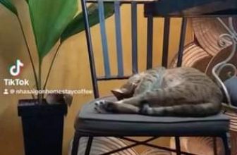 [☕️🇻🇳] Nhà SaiGon Homestay – Coffee 🥤 Top1Coffee ☕️ #cat #nhasaigoncoffeeshop #nhasaigonhomestaycoffee #catcoffee #fypシ
, shares-0✔️ , likes-0❤️️ , date-2023-08-11 06:39:25🇻🇳🇻🇳🇻🇳📰🆕