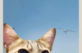 [☕️🇻🇳] Nhà SaiGon Homestay – Coffee 🥤 Top1Coffee ☕️ Nhà có chiếc mèo hay trend
#1989taylorsversion #catcoffee
, shares-0✔️ , likes-0❤️️ , date-2023-08-13 12:56:12🇻🇳🇻🇳🇻🇳📰🆕