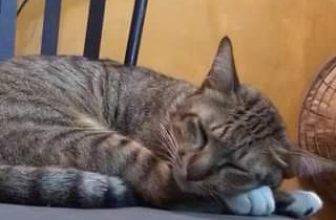 [☕️🇻🇳] Nhà SaiGon Homestay – Coffee 🥤 Top1Coffee ☕️ Meow chúc mọi người buổi chiều vui vẻ!!! Ố là la.
, shares-0✔️ , likes-0❤️️ , date-2023-08-17 08:01:39🇻🇳🇻🇳🇻🇳📰🆕