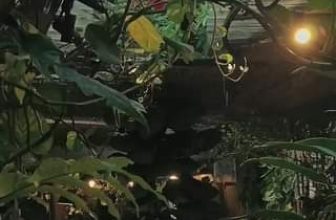 [☕️🇻🇳] BỤI Coffee Chill – Plants 🥤 Top1Coffee ☕️ Hãy yêu lấy bản thân mình… vì đó là điều tuyệt nhất
, shares-0✔️ , likes-0❤️️ , date-2023-09-05 01:03:10🇻🇳🇻🇳🇻🇳📰🆕