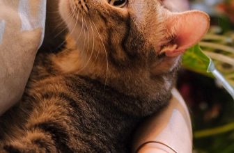 [☕️🇻🇳] Oromia Coffee – Lounge🥤 Top1Coffee ☕️ Thanh niên được mẹ dẫn đi chụp ảnh trung thu mà hơi … “báo” nên ảnh chụp ra có tí mông lung mờ ảo  ———————————————-
𝐎𝐫𝐨𝐦𝐢𝐚 𝐂𝐨𝐟𝐟 , shares-0✔️ , likes-36❤️️ , date-2023-09-23 13:51:19🇻🇳🇻🇳🇻🇳📰🆕