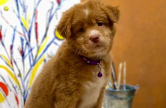 [☕️🇻🇳] Le Petit Cafe’ 🥤 Top1Coffee ☕️ Workshop IN HOA – IN LÁ  cuối tuần này tại Le Petit nha
vẫn còn trống vài chỗ, mọi người đăng ký sớm nhoa  ——————– , shares-1✔️ , likes-30❤️️ , date-2023-10-11 09:01:28🇻🇳🇻🇳🇻🇳📰🆕