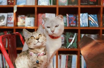 [☕️🇻🇳] Nhã Nam Books N’ Coffee 🥤 Top1Coffee ☕️ Những em bé ở hiệu sách, thỉnh thoảng nhìn chẳng thân thiện với nhau chút nào, cứ xem cách Bông lườm Bơ là đoán được phần nào. N , shares-0✔️ , likes-74❤️️ , date-2023-10-12 06:35:03🇻🇳🇻🇳🇻🇳📰🆕