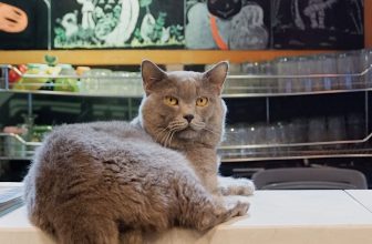 [☕️🇻🇳] Nhã Nam Books N’ Coffee 🥤 Top1Coffee ☕️ Biểu hiện của một chú mèo hướng nội: mặt đăm chiêu như sắp đấm nhau đến nơi, được lăng xê nhiệt tình nhưng khách đến quán chưa b , shares-0✔️ , likes-47❤️️ , date-2023-10-28 07:53:45🇻🇳🇻🇳🇻🇳📰🆕