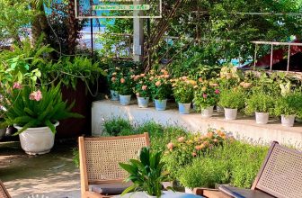 [☕️🇻🇳] ForDeer – Coffee with tree 🥤 Top1Coffee ☕️ Một buổi sáng trong lành ở Rừng,Cuối tuần này, bạn có bận gì không? Bật mí với bạn rằng Rừng có một khu vườn nhỏ xinh xắn đón  , shares-0✔️ , likes-13❤️️ , date-2023-12-03 02:14:44🇻🇳🇻🇳🇻🇳📰🆕