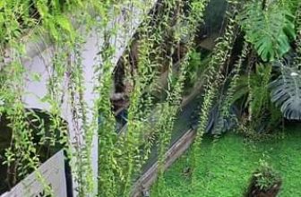 [☕️🇻🇳] ForDeer – Coffee with tree 🥤 Top1Coffee ☕️ Rừng xin chào! Chúng mình đã sẵn sàng chờ bạn qua  #rừng_xin_chào #rừng_trú_ẩn
, shares-0✔️ , likes-0❤️️ , date-2023-12-05 02:31:09🇻🇳🇻🇳🇻🇳📰🆕