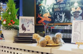 [☕️🇻🇳] Nhã Nam Books N’ Coffee 🥤 Top1Coffee ☕️ Lần đầu tiên, quầy thu ngân trang trí Giáng sinh bằng tùng thơm, lịch xinh và một mẹt mèo yêu không gì bằng.  #nhanambooksncoffe , shares-8✔️ , likes-149❤️️ , date-2023-12-03 06:43:19🇻🇳🇻🇳🇻🇳📰🆕