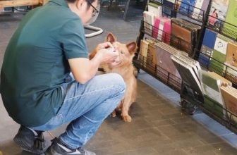 [☕️🇻🇳] Nhã Nam Books N’ Coffee 🥤 Top1Coffee ☕️ Người hay trêu Vừng béo, hay bình luận dưới mỗi bài đăng về em để bốc phốt cái nết ham ăn lại chính là người hay mang xúc xích đ , shares-0✔️ , likes-77❤️️ , date-2023-12-09 11:33:51🇻🇳🇻🇳🇻🇳📰🆕