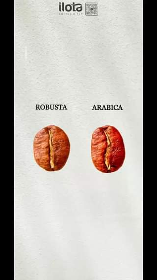[☕️🇻🇳] ILOTA Coffee Roasters – Cafe rang xay 🥤 Top1Coffee ☕️ 𝐑𝐎𝐁𝐔𝐒𝐓𝐀 & 𝐀𝐑𝐀𝐁𝐈𝐂𝐀  #ilota #coffee #ARABICA #ROBUSTA
 , shares-0✔️ , likes-0❤️️ , date-2024-01-12 12:30:17🇻🇳🇻🇳🇻🇳📰🆕