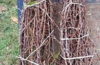 [🆕🇻🇳] Hiền Vinh Hvkids  (Xưởng may HV Kids) 😎❤️️⭐️ 𝐂𝐚̀𝐧𝐡 𝐇𝐨𝐚 𝐌𝐚̣̂𝐧 𝐓𝐚̂𝐲 𝐁𝐚̆́𝐜𝐁𝐚́𝐜 𝐧𝐚̀𝐨 𝐲𝐞̂𝐮 𝐜𝐚̀𝐧𝐡 𝐜𝐮̉𝐢 𝐡𝐨́𝐚 𝐍𝐚̀𝐧𝐠 𝐭𝐢𝐞̂𝐧 𝐧𝐡𝐮̛ 𝐄 𝐭𝐡𝐢̀ 𝐨̛́𝐢 𝐞 𝐧𝐡𝐚.
𝐄 𝐁𝐀𝐎 𝐍𝐎̛̉ , 𝐁𝐀𝐎 𝐃̵𝐄̣𝐏 𝐍𝐇𝐀#99k , shares-0✔️ , likes-1❤️️ , date-2024-01-16 05:56:29🇻🇳🇻🇳🇻🇳📰🆕