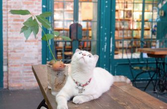 [☕️🇻🇳] Nhã Nam Books N’ Coffee 🥤 Top1Coffee ☕️ Bạn đã bao giờ chưa?  Đã bao giờ dậy sớm, tìm một nơi yên tĩnh dưới tán cây để lắng nghe chim hót chưa? Nếu chưa, thì xin mời họ , shares-1✔️ , likes-56❤️️ , date-2024-03-21 02:47:16🇻🇳🇻🇳🇻🇳📰🆕