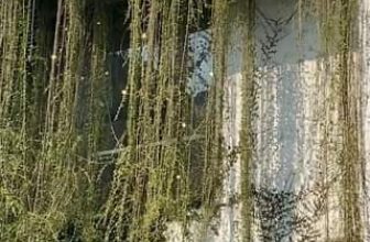 [☕️🇻🇳] ForDeer – Coffee with tree 🥤 Top1Coffee ☕️ Khu rừng nhiệt đới đón nắng mỗi ngày  #rung_xin_chao #rung_tru_an
, shares-0✔️ , likes-0❤️️ , date-2024-03-21 06:55:52🇻🇳🇻🇳🇻🇳📰🆕