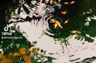 [☕️🇻🇳]  Minh Coffee 🥤 Top1Coffee ☕️ Ranchu và Hạc đỉnh hồng mini siêu kute về với Minh Coffee cho mùa giải 2024.
, shares-0✔️ , likes-0❤️️ , date-2024-04-02 09:48:05🇻🇳🇻🇳🇻🇳📰🆕