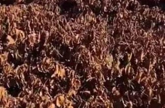 [☕️🇻🇳] ILOTA Coffee Roasters – Cafe rang xay 🥤 Top1Coffee ☕️ Tại Brazil, hiện tượng nóng lên toàn cầu đang gây ra quá trình sa mạc hóa ngày càng nhanh ở các vùng đất nông nghiệp, các đồn đi , shares-0✔️ , likes-0❤️️ , date-2024-04-02 12:01:03🇻🇳🇻🇳🇻🇳📰🆕