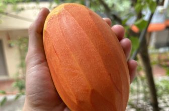 [☕️🇻🇳] Coffee TALK 🥤 Top1Coffee ☕️ Xoài gì mà màu cam đến lạ
, shares-0✔️ , likes-9❤️️ , date-2024-02-19 03:39:06🇻🇳🇻🇳🇻🇳📰🆕