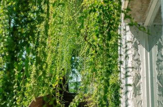 [☕️🇻🇳] ForDeer – Coffee with tree 🥤 Top1Coffee ☕️ 𝐊𝐡𝐢 𝐭𝐡𝐢𝐞̂𝐧 𝐧𝐡𝐢𝐞̂𝐧 𝐠𝐢𝐚𝐨 𝐡𝐨̀𝐚 𝐜𝐮̀𝐧𝐠 𝐧𝐡𝐢̣𝐩 𝐬𝐨̂́𝐧𝐠Luôn được những vị khách ưu ái gọi là khu rừng xanh giữa thành phố, Fordeer là đ , shares-4✔️ , likes-86❤️️ , date-2024-03-23 01:00:02🇻🇳🇻🇳🇻🇳📰🆕