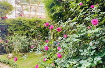 [☕️🇻🇳]  Minh Coffee 🥤 Top1Coffee ☕️ Cùng đắm chìm vào vẻ đẹp cuốn hút của Hồng cổ tại Minh Coffee nhé cả nhà
, shares-0✔️ , likes-32❤️️ , date-2024-03-23 14:46:02🇻🇳🇻🇳🇻🇳📰🆕