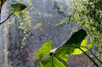 [☕️🇻🇳] ForDeer – Coffee with tree 🥤 Top1Coffee ☕️ Hà Nội mùa thay lá, Rừng bắt đầu thay màu  #rung_xin_chao #rung_tru_an
, shares-0✔️ , likes-0❤️️ , date-2024-04-10 03:19:34🇻🇳🇻🇳🇻🇳📰🆕