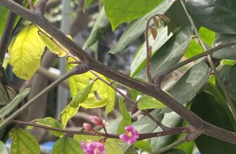 [☕️🇻🇳] Hanoi Roastery-We are Processing Fresh Coffee 🥤 Top1Coffee ☕️ Nắng mới cuối xuân thật nhẹ nhàng. Góc xanh bên ban công đầy nắng.
, shares-0✔️ , likes-4❤️️ , date-2024-03-26 04:08:53🇻🇳🇻🇳🇻🇳📰🆕
