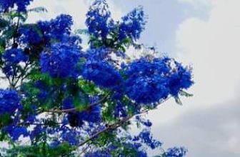 [☕️🇻🇳] Ngày của Nắng Coffee+ 🥤 Top1Coffee ☕️ Đà Lạt, mùa Phượng Tím! Hẹn người thương nghen! #Ngaycuanang #Nangcaphe #ngaycuanangcoffee #Quancapheviewdep #ngamhoanghon #Dala , shares-0✔️ , likes-0❤️️ , date-2024-03-23 08:31:34🇻🇳🇻🇳🇻🇳📰🆕