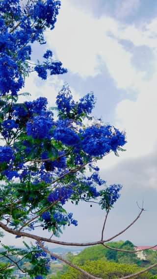 [☕️🇻🇳] Ngày của Nắng Coffee+ 🥤 Top1Coffee ☕️ Đà Lạt, mùa Phượng Tím! Hẹn người thương nghen! #Ngaycuanang #Nangcaphe #ngaycuanangcoffee #Quancapheviewdep #ngamhoanghon #Dala , shares-0✔️ , likes-0❤️️ , date-2024-03-23 08:31:34🇻🇳🇻🇳🇻🇳📰🆕