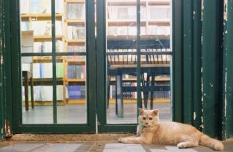 [☕️🇻🇳] Nhã Nam Books N’ Coffee 🥤 Top1Coffee ☕️ Em bé tên là Ý, một cô nàng dịu dàng thích nằm trước căn phòng màu xanh, chờ khách mở cửa thì nhẹ nhàng lẻn vào nằm phòng mát.
, shares-0✔️ , likes-87❤️️ , date-2024-03-23 03:00:04🇻🇳🇻🇳🇻🇳📰🆕