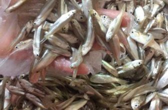 [🆕🇻🇳] MẮM HUẾ 🍔 Top1Food 🍜 Cá me vô mùa. Cá Me ngon lắm nha .
Cá Me + riềng + tỏi + ớt tương đã không ăn ăn chỉ là nghiền và nghiền thui ạ.60k/1 hũ 400g
Ai ăn liên hệ shop e nha
, shares-0✔️ , likes-16❤️️ , date-2024-04-02 02:26:54🇻🇳🇻🇳🇻🇳📰🆕