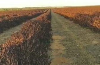 [☕️🇻🇳] ILOTA Coffee Roasters – Cafe rang xay 🥤 Top1Coffee ☕️  , shares-0✔️ , likes-13❤️️ , date-2024-04-18 07:02:03🇻🇳🇻🇳🇻🇳📰🆕