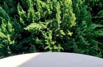 [☕️🇻🇳] DoveZi Coffee 🥤 Top1Coffee ☕️ Trà Mận Ô Mai  #newdrink #traman #summer #dovezi #coffee #tayninh
, shares-0✔️ , likes-0❤️️ , date-2024-04-09 03:01:13🇻🇳🇻🇳🇻🇳📰🆕