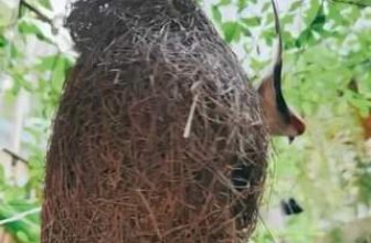 [☕️🇻🇳] 15.22 café – wine – live music 🥤 Top1Coffee ☕️ tụi mình hổng có mong nóng, mà lỡ trời nóng như vầy rồi, thôi mình đến Hoa Yên cùng chia sẻ nhau không gian mát, rộp bóng cây, t , shares-0✔️ , likes-0❤️️ , date-2024-04-16 02:52:12🇻🇳🇻🇳🇻🇳📰🆕