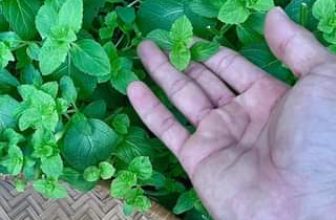 [☕️🇻🇳] 15.22 café – wine – live music 🥤 Top1Coffee ☕️ Trà táo giải nhiệt những ngày nắng nóng!
, shares-0✔️ , likes-0❤️️ , date-2024-04-29 06:30:37🇻🇳🇻🇳🇻🇳📰🆕