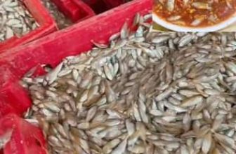 [🆕🇻🇳] Mắm Huế Chính Hiệu RI Nguyễn 🍔 Top1Food 🍜 Cá Rò đầu mùa Hạt Dưa hôm nay đã chính thức cập bến tại Mắm Huế Ri Nguyễn rồi nhé. Bao ngày trông đợi mấy anh chị nhắn tin lại giúp e nha. Nhanh tay vào să , shares-0✔️ , likes-29❤️️ , date-2024-04-21 11:13:26🇻🇳🇻🇳🇻🇳📰🆕