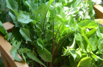 [☕️🇻🇳] PHD Book – Coffee 🥤 Top1Coffee ☕️ Rau củ quả từ vườn nhà- cẩm tú eco house hôm nay.
– Chanh dây trồng không phân thuốc hoá học, vỏ mỏng, chua ngọt tuỳ quả. Giá 35 , shares-0✔️ , likes-76❤️️ , date-2024-04-21 04:04:17🇻🇳🇻🇳🇻🇳📰🆕