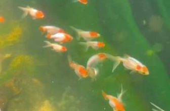 [☕️🇻🇳]  Minh Coffee 🥤 Top1Coffee ☕️ Đến với Minh Coffee ngoài đàn cá Koi thân thiện, còn có rất nhiều loài cá khác, năm nay Quán có thêm Ranchu và Hạc đỉnh hồng chỉ , shares-0✔️ , likes-15❤️️ , date-2024-05-01 12:15:41🇻🇳🇻🇳🇻🇳📰🆕