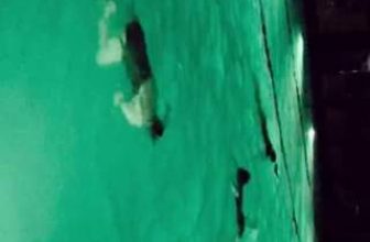 [🆕🇻🇳] Amazing Fitness and Yoga Center 🧘 Top1Yoga 🧘 Bể bơi buổi tối Amazing Pool
, shares-0✔️ , likes-7❤️️ , date-2024-05-06 13:21:12🇻🇳🇻🇳🇻🇳📰🆕