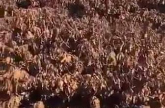 [☕️🇻🇳] ILOTA Coffee Roasters – Cafe rang xay 🥤 Top1Coffee ☕️ Khám phá thêm trong Video
, shares-0✔️ , likes-12❤️️ , date-2024-04-25 05:00:19🇻🇳🇻🇳🇻🇳📰🆕