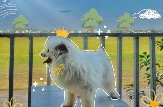 [☕️🇻🇳] Phen’s Coffee 🥤 Top1Coffee ☕️ Disney có “The Lion King”
Phen có “The Dog King”   Ẻm đi cà phê mà cái bàn để cà phê ẻm cũng dành nữa    Ghé Nhà Phen nha
—— , shares-0✔️ , likes-3❤️️ , date-2024-05-07 04:00:23🇻🇳🇻🇳🇻🇳📰🆕