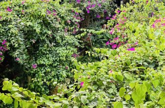 [☕️🇻🇳]  Minh Coffee 🥤 Top1Coffee ☕️ Những ngày nóng đỏ lạ như thế này đến Minh Coffee phòng máy lạnh, một khách cũng chạy phà phà
, shares-0✔️ , likes-24❤️️ , date-2024-04-26 07:54:34🇻🇳🇻🇳🇻🇳📰🆕