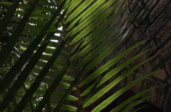 [☕️🇻🇳] Fcoffee 🥤 Top1Coffee ☕️ Muốn làm chiếc lá
Nằm yên dưới nắng
Muốn làm chiếc lá
Nhẹ đưa trong gió
Rồi sẽ úa tàn
Nhưng cũng đã có một thời tươi xanh,  , shares-0✔️ , likes-8❤️️ , date-2024-04-26 00:02:50🇻🇳🇻🇳🇻🇳📰🆕