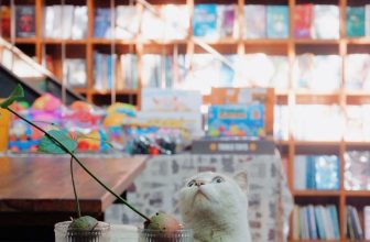 [☕️🇻🇳] Nhã Nam Books N’ Coffee 🥤 Top1Coffee ☕️ Phần lớn thời gian, em là một chú mèo trắng bình thường, thích ngủ và kêu meo meo khi cần được ăn.Có cả những khoảnh khắc, em , shares-2✔️ , likes-35❤️️ , date-2024-04-22 08:43:54🇻🇳🇻🇳🇻🇳📰🆕