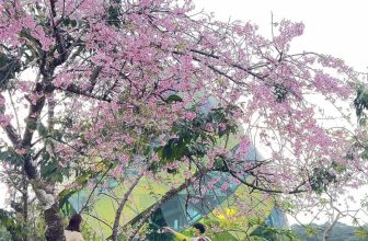 [☕️🇻🇳] Horizon Coffee – Đà Lạt 🥤 Top1Coffee ☕️ 45 ĐIỀU NÊN LÀM KHI ĐI DU LỊCH ĐÀ LẠT1. Săn mây ở Cầu gỗ cafe mây
2. Ôm người yêu ngủ (với điều kiện phải có ng yêu)
3. Ăn bán , shares-2✔️ , likes-10❤️️ , date-2024-04-25 05:00:42🇻🇳🇻🇳🇻🇳📰🆕