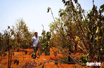 [☕️🇻🇳] Fin Coffee  🥤 Top1Coffee ☕️ ”Cà phê cháy lá giữa mùa khô khốc liệt ở Tây Nguyên.”
Hạn hán, mất mùa, thiếu nguồn cung, giá tăng liên tục chưa có điểm dừng. , shares-0✔️ , likes-5❤️️ , date-2024-04-29 11:33:45🇻🇳🇻🇳🇻🇳📰🆕